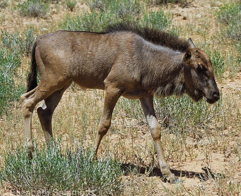 Blue Wildebeest Calf