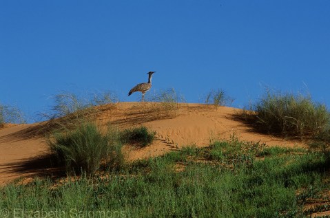 Kori Bustard on Dune
