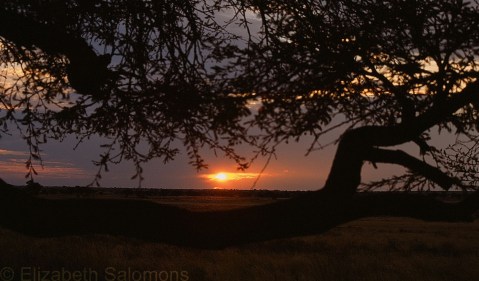 Kalahari Sunset