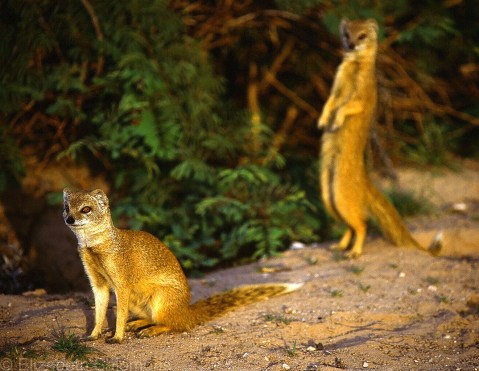 Yellow Mongoose 1