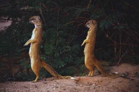 Yellow Mongoose 3