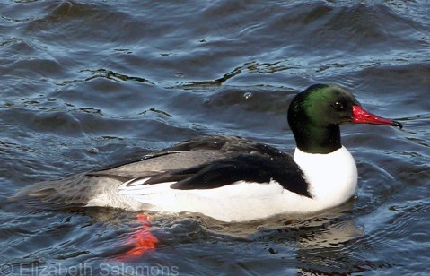 Common Merganser Male 1