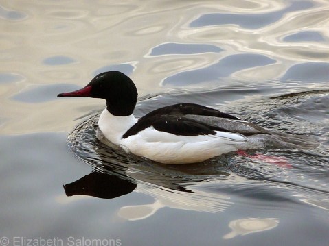 Common Merganser Male 2