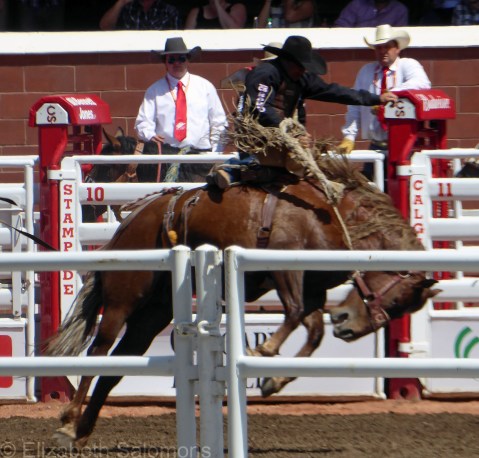 Bareback Bronc 3