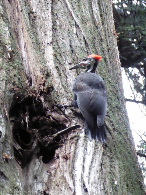 Pileated Woodpecker 1