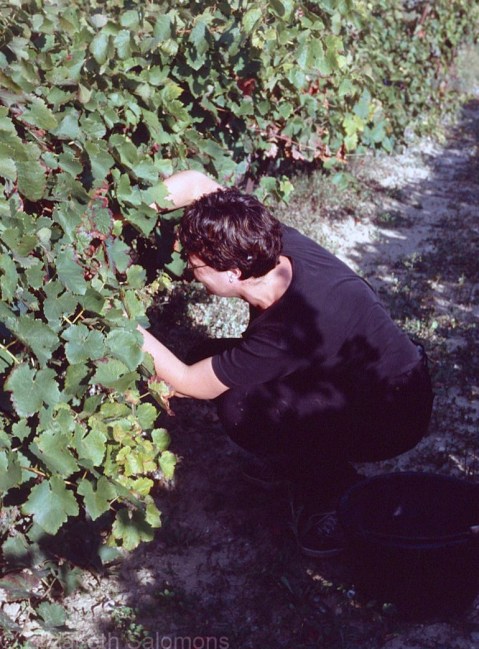 Picking Grapes