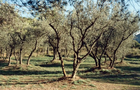 Saint Paul Olive Trees 1