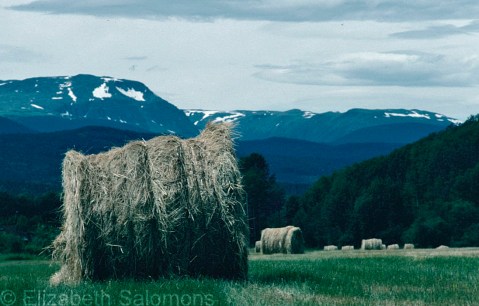 Highway 16 Hay Bale