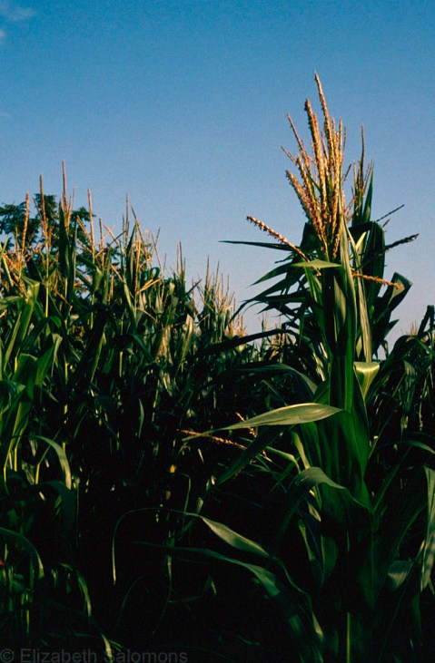 Iowa Corn