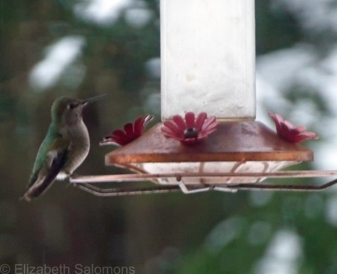 Anna's Hummingbird